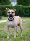 adoptable Dog in Derwood, MD named *RUSH