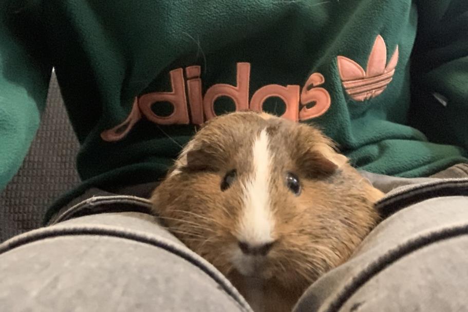 adoptable Guinea Pig in Derwood, MD named VITA