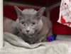 adoptable Cat in Derwood, MD named KEANUE