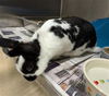 adoptable Rabbit in Derwood, MD named *CINNABUN