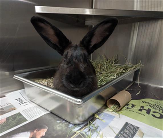 adoptable Rabbit in Derwood, MD named *HIPPITY HOPPER