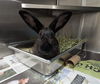 adoptable Rabbit in , MD named *HIPPITY HOPPER