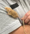 adoptable Mouse in  named BOBINSKY