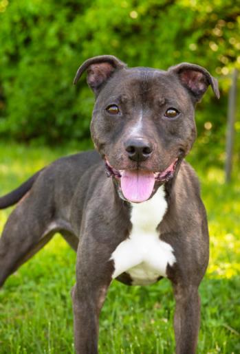 adoptable Dog in Derwood, MD named T-REX