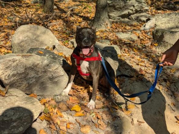 adoptable Dog in Derwood, MD named T-REX