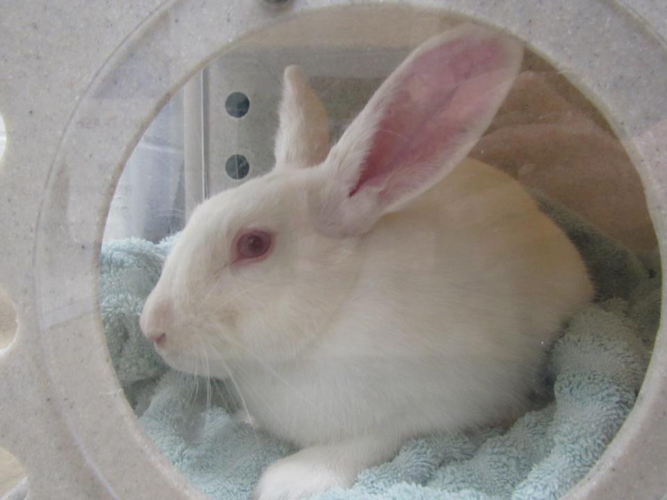 adoptable Rabbit in Derwood, MD named *DISCO