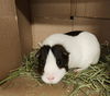 adoptable Guinea Pig in Derwood, MD named RODNEY