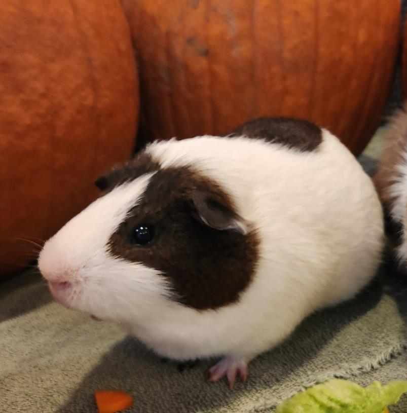 adoptable Guinea Pig in Derwood, MD named RODNEY