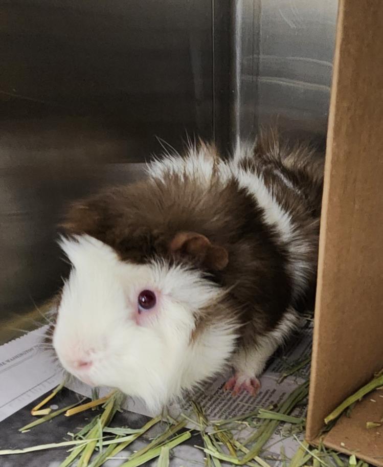 adoptable Guinea Pig in Derwood, MD named SONIC