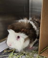 adoptable Guinea Pig in , MD named SONIC