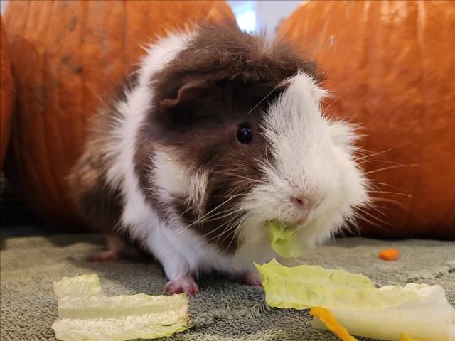 adoptable Guinea Pig in Derwood, MD named SONIC