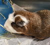 adoptable Guinea Pig in , MD named DEXTER