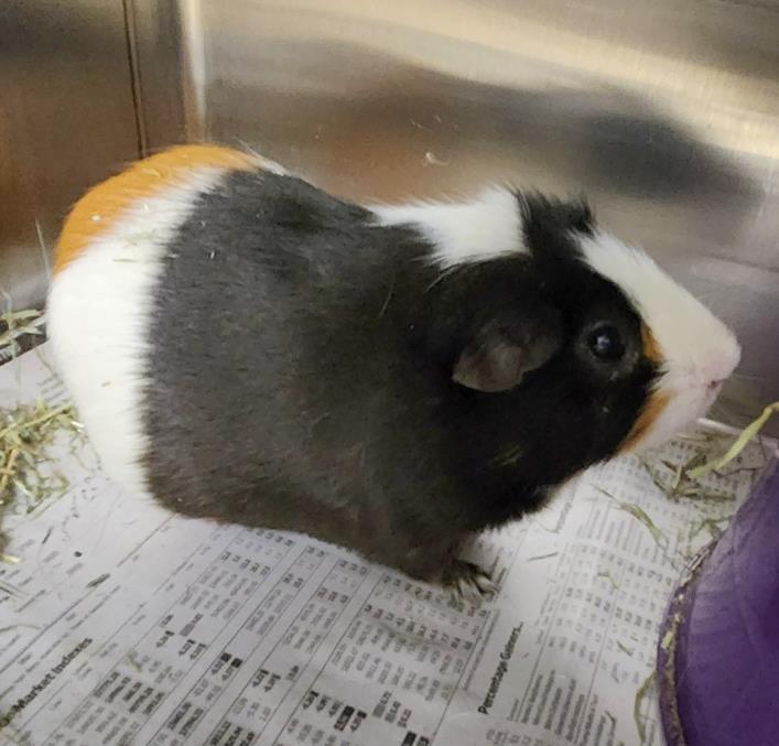 adoptable Guinea Pig in Derwood, MD named NORMAN