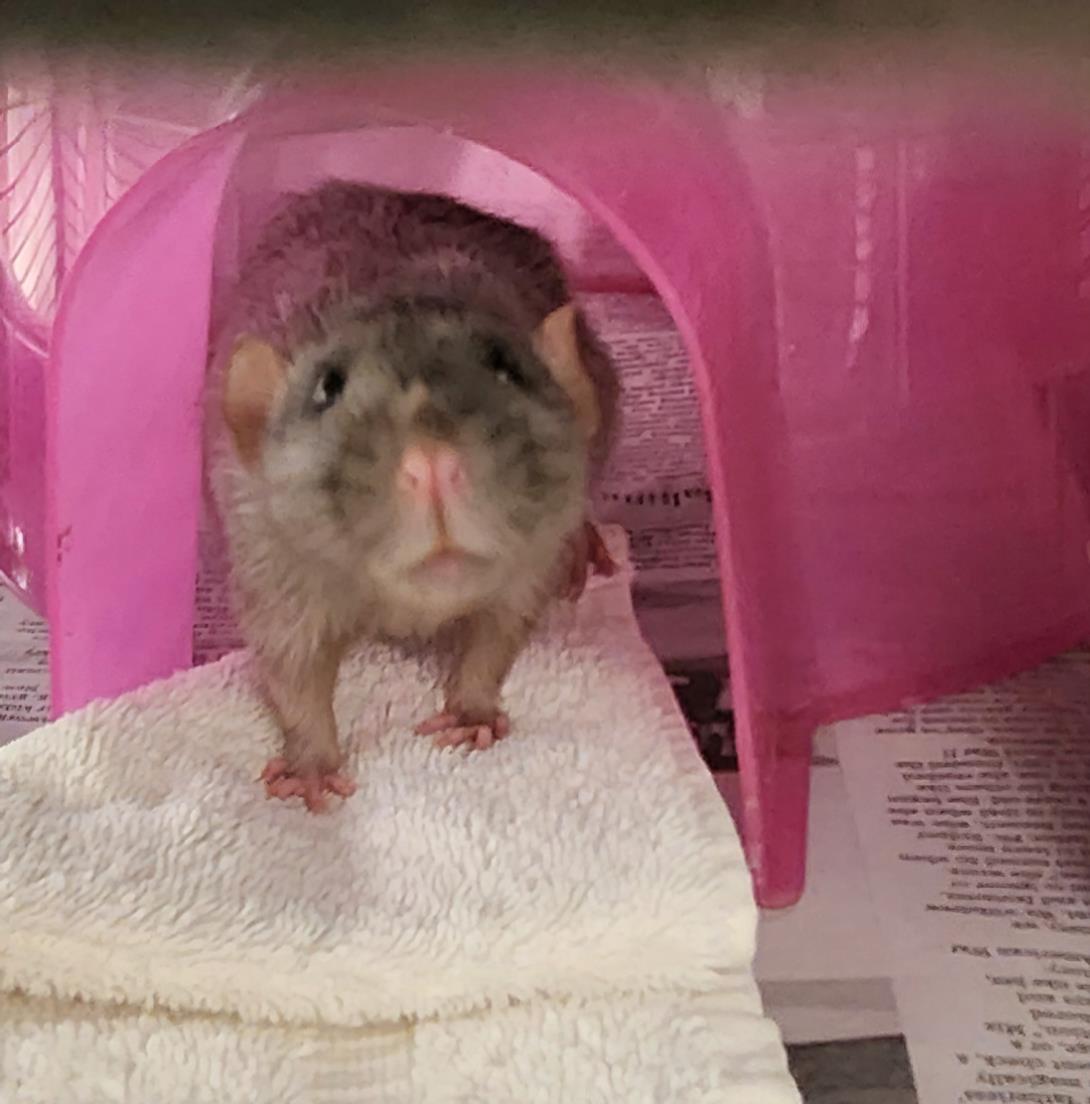 adoptable Rat in Derwood, MD named SUMMER