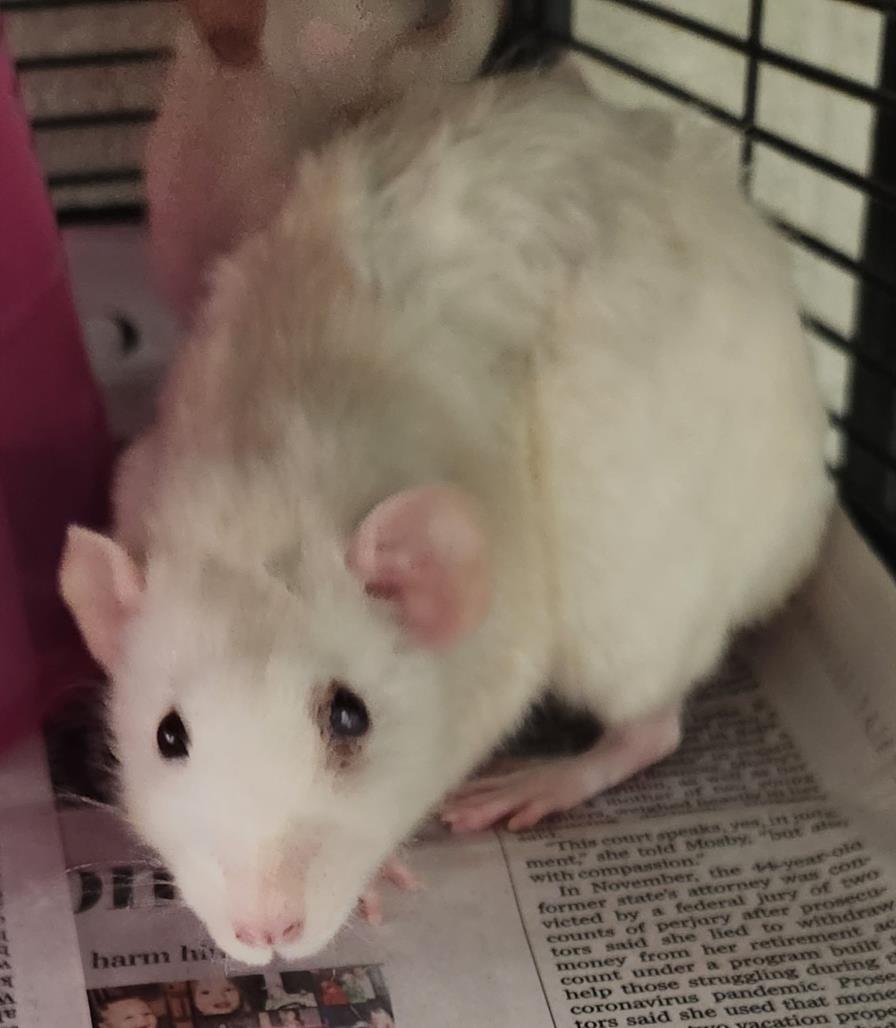 adoptable Rat in Derwood, MD named RUE