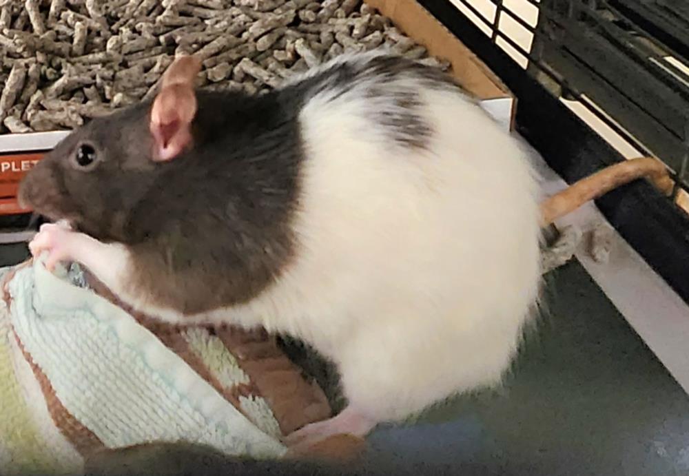 adoptable Rat in Derwood, MD named STELLA