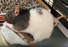 adoptable Rat in , MD named STELLA