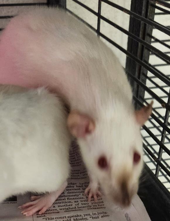 adoptable Rat in Derwood, MD named RUBY