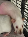 adoptable Rat in , MD named RUBY