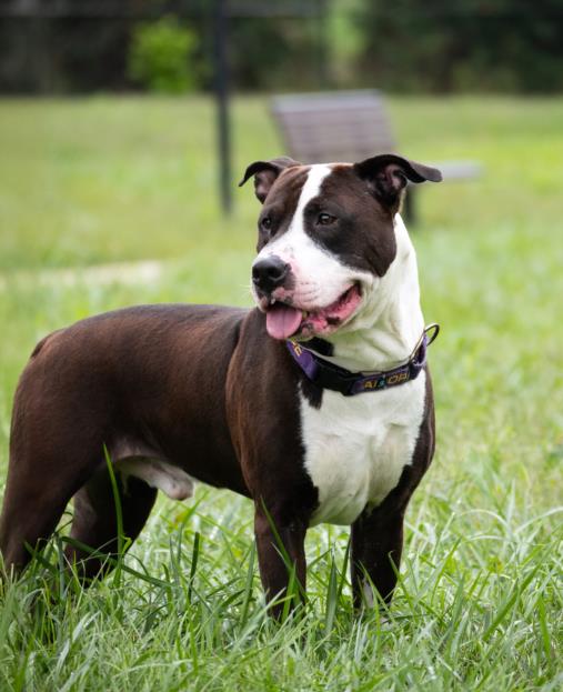 adoptable Dog in Derwood, MD named TAZ