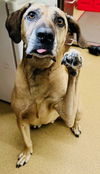 adoptable Dog in , MD named JAMESON