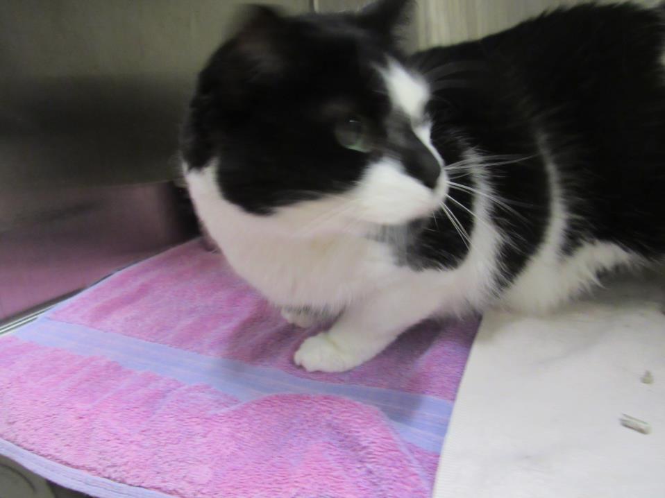 adoptable Cat in Derwood, MD named GABRIEL