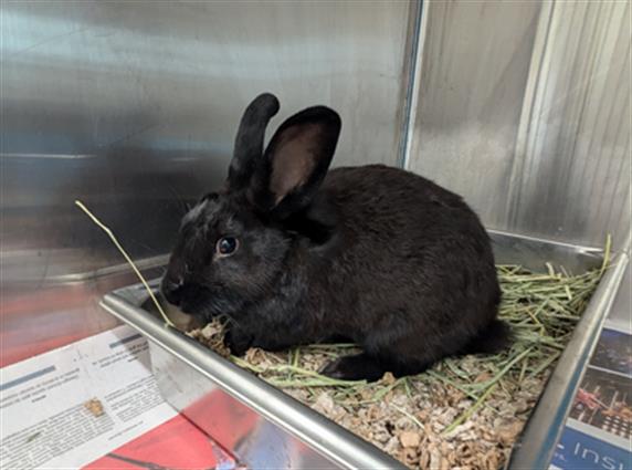 adoptable Rabbit in Derwood, MD named *SCARLETT JOHOPSSON