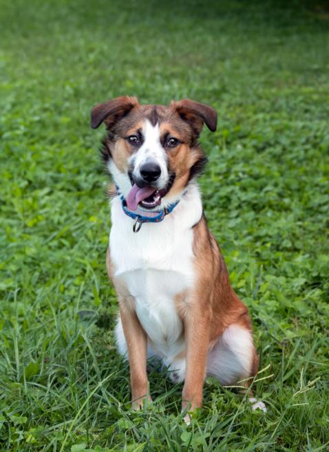 adoptable Dog in Derwood, MD named HATCHI