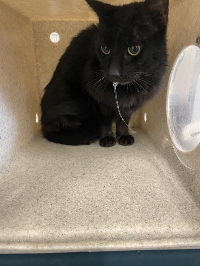 adoptable Cat in Derwood, MD named *CAS