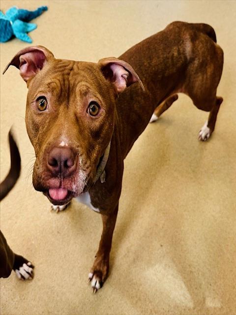 adoptable Dog in Derwood, MD named SASSY