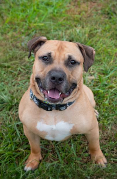 adoptable Dog in Derwood, MD named REMY