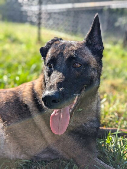 adoptable Dog in Derwood, MD named MUSSA