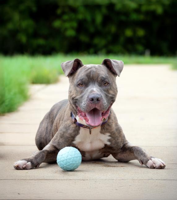 adoptable Dog in Derwood, MD named CASH