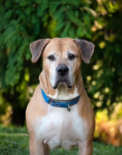 adoptable Dog in Derwood, MD named TOBY