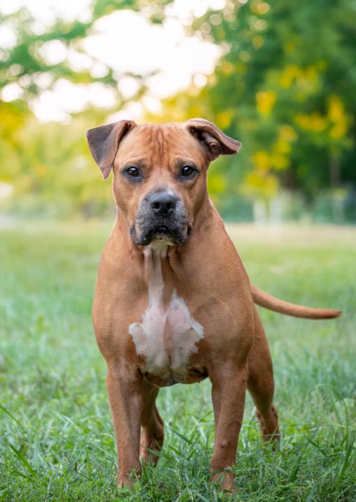 adoptable Dog in Derwood, MD named CHEWBACCA