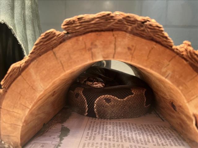 adoptable Snake in Derwood, MD named *SSSSLEET