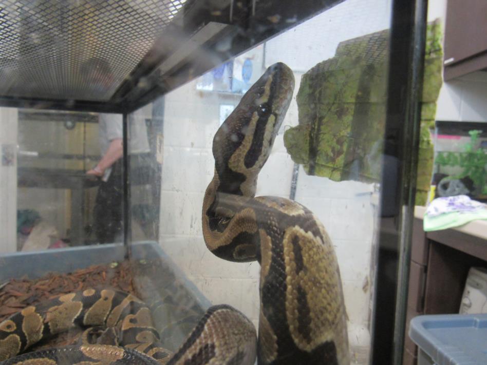 adoptable Snake in Derwood, MD named *MISSSSTY