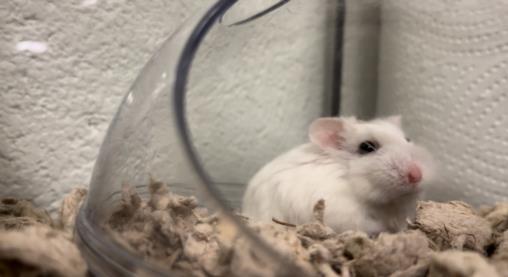 adoptable Hamster in Derwood, MD named *DOPEY