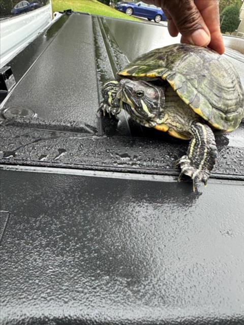 adoptable Turtle in Derwood, MD named CUPCAKE