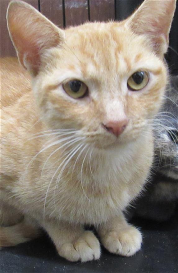 adoptable Cat in Derwood, MD named *SKELECAT