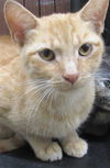 adoptable Cat in derwood, MD named *SKELECAT