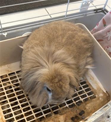 adoptable Rabbit in Derwood, MD named MAX