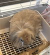 adoptable Rabbit in derwood, MD named MAX