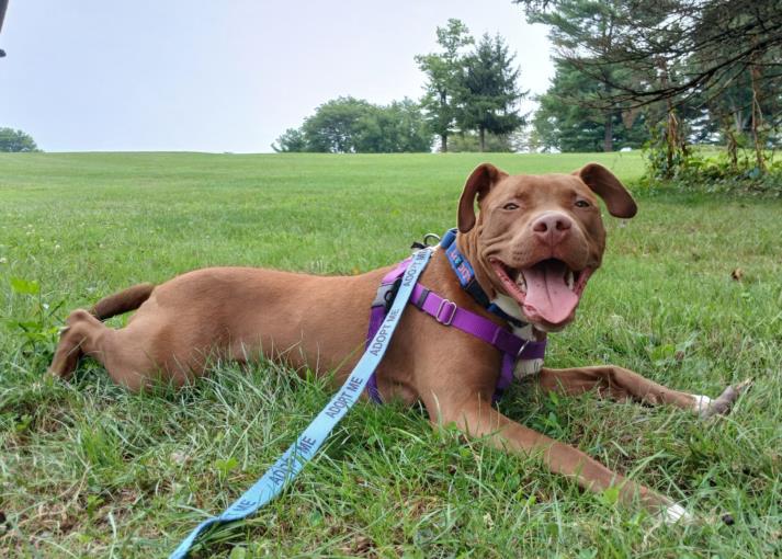 adoptable Dog in Derwood, MD named *IGGY