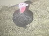 adoptable Turkey in derwood, MD named *ROMAN 1