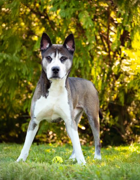 adoptable Dog in Derwood, MD named MR. PICKLES