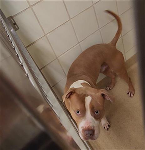 adoptable Dog in Derwood, MD named KODAK