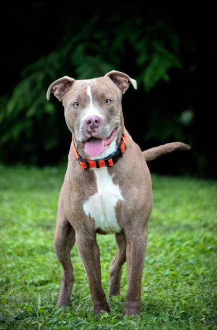 adoptable Dog in Derwood, MD named *WALDO