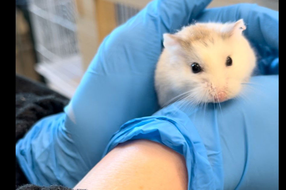 adoptable Hamster in Derwood, MD named *SLEEPY