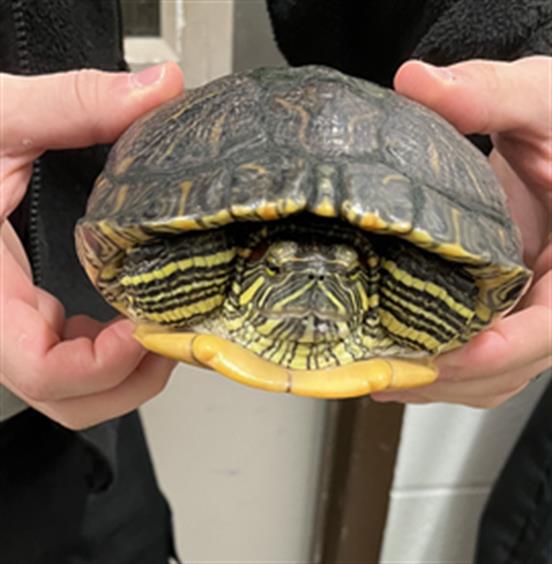 adoptable Turtle in Derwood, MD named PIGGY